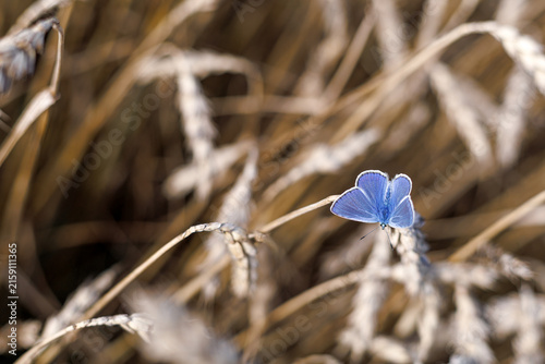 Male common blue butterfly Polyommatus icarus with open wings among golden cereal ears. Concept of freedom, lightness and peaceful summer nature.