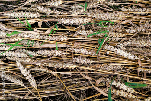 Lodged cereal ears lying on the ground with young shoots beginning to grow before harvest. Concept of crop lodging, pre-harvest sprouting, yield loss and agricultural damage.