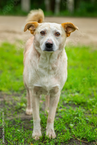 Bild auf Leinwand Mongrel dog of red color lies on its stomach on the grass, stretching its front paws forward