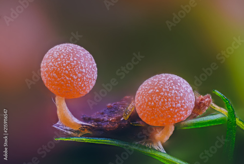 Slime mold - Physarum viride, it's a small protist organism