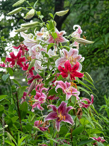 Stargazer lily with water drops in garden