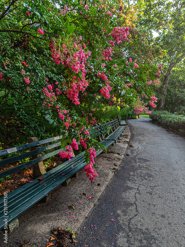 Central Park summer with flowers in bloom