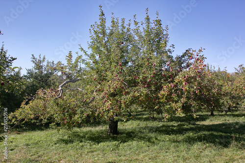 Apple orchard with ripe trees