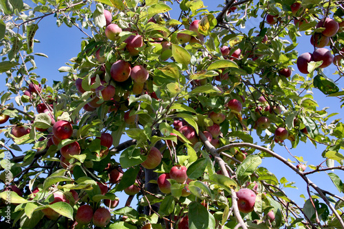 Apple orchard with ripe trees