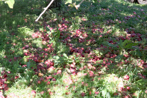 Apple orchard with ripe trees