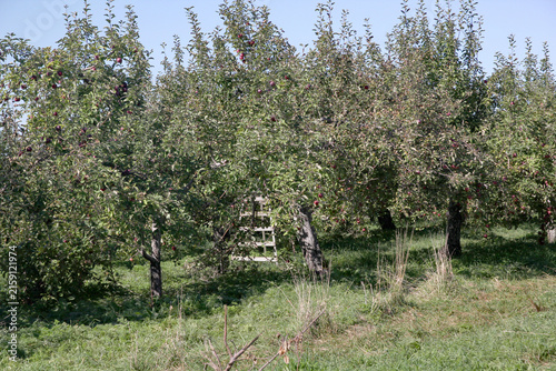 Apple orchard with ripe trees