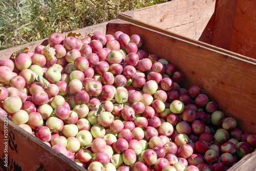 Apple orchard with ripe trees