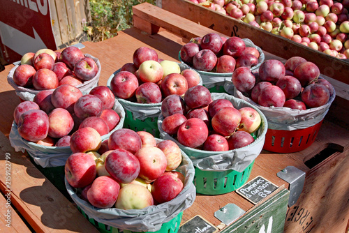 Apple orchard with ripe trees