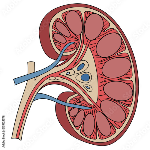 Human kidney anatomical cross section diagram showing internal renal structure