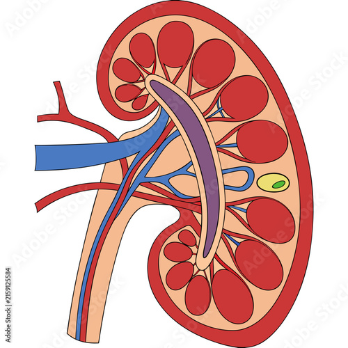 Anatomy of human kidney cross section vector medical illustration diagram