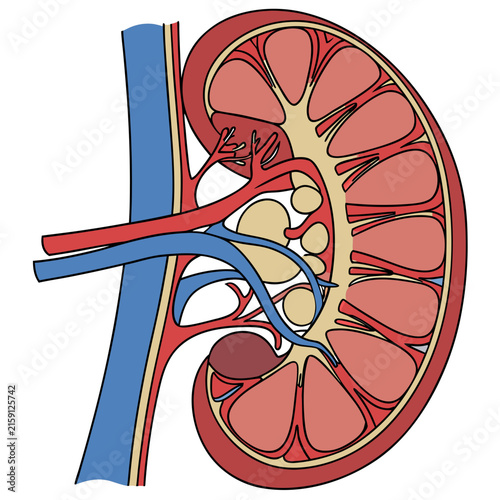 Human kidney cross section anatomy vector medical diagram illustration