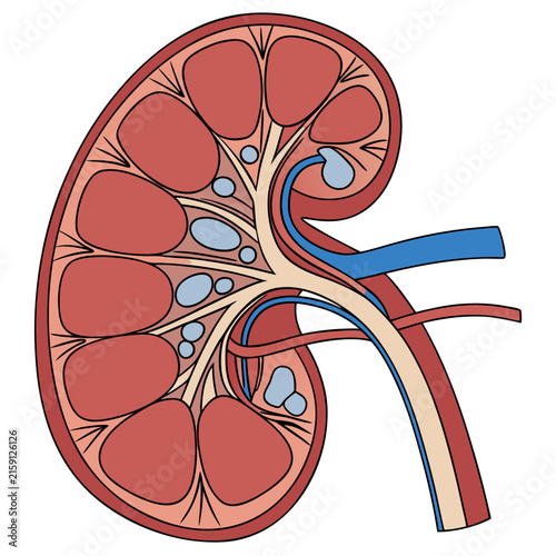 Human kidney anatomy cross section medical vector illustration with internal
