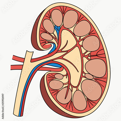 Human kidney internal structure medical diagram illustration with internal