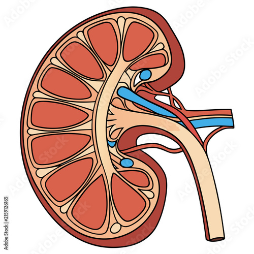 Human kidney anatomical cross section medical vector art with internal, clinical