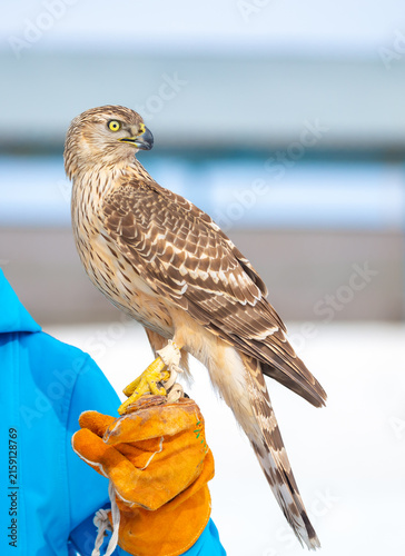 Konstfotografi Falcon perched on a falconry glove in a snowy landscape, showcasing a trained bird of prey and the traditional art of falconry