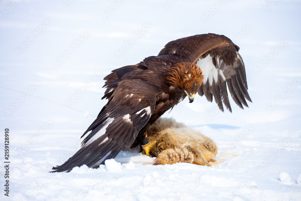 Naklejka premium Golden eagle in snow during falconry training, perched on a traditional fur lure in a winter landscape, showcasing the power and beauty of a trained bird of prey.