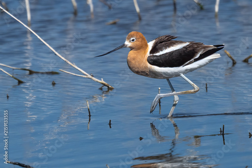 Cuadro en lienzo American Avocet (Recurvirostra americana) in the Klamath Basin National Wildlife