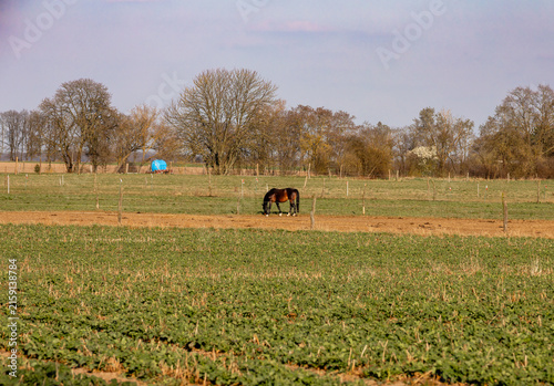 Single brown horse grazing in a rural pasture