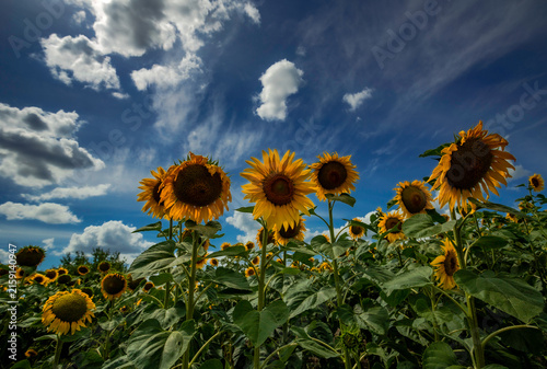Quadro su tela Close up of sunflower heads facing the sky in a summer field, Ukraine