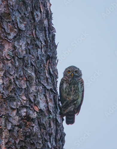 Eurasian pygmy owl - Glaucidium passerinum in its natural environment