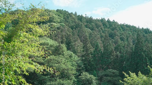 セミが鳴く暑い夏の山の風景