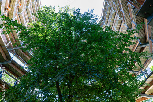 Binz, Ruegen, Mecklenburg-Western Pomerania, Germany-July 23, 2026: Large tree growing inside a spiral treetop walkway