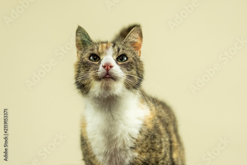 Quadro su tela Porträt einer Europäisch Kurzhaar Katze