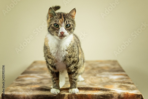 Quadro su tela Porträt einer Europäisch Kurzhaar Katze