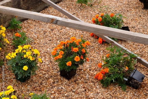 Orange and yellow marigolds in greenhouse