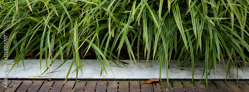 Photography A close-up of green grass texture, Singapore