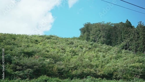 木を伐採したあと再び茂っている山の斜面