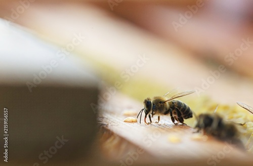 Fotografía Bees work diligently on a textured wooden surface, collecting pollen granules