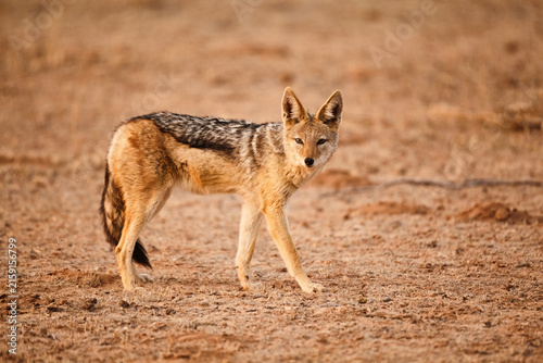 Foto black-backed jackal, Canis mesomelas, in savannah, close 396