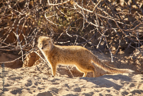 Fotografía yellow mongoose, Cynictis penicillata, in front of the burrow, close 938