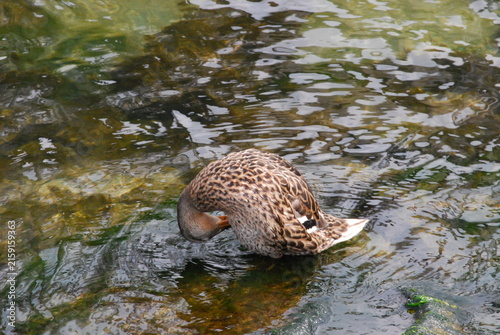 duck in the water
