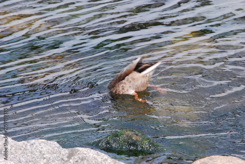 great crested grebe