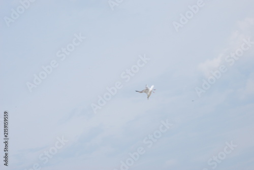 seagull in flight