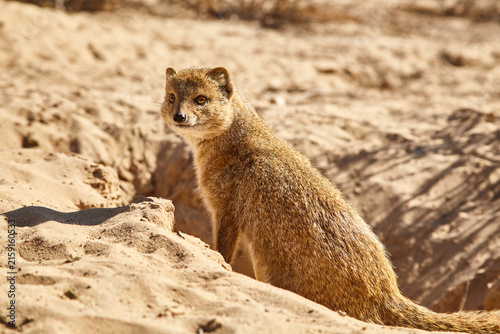 Foto yellow mongoose, Cynictis penicillata, looks out of the burrow 967
