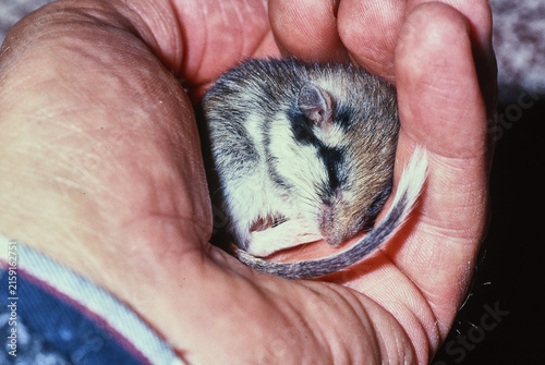 young garden dormouse, Eliomys quercinus, sleeps curled in the hand of a man 022 
