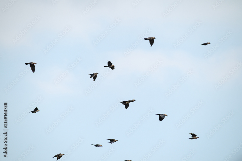 Naklejka premium A flock of black birds flying across a bright blue sky. Natural wildlife stock photo representing freedom, migration, and open sky concept.