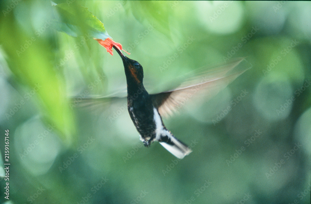 Naklejka premium black jacobin, Florisuga fusca, feeding on a flower 232 