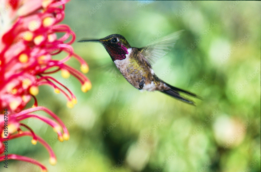 Naklejka premium hummingbird amethyst woodstar, Calliphlox amestystina, feeding on a flower 235