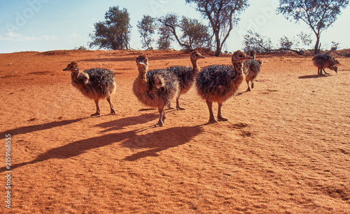 Foto ostrich chicks on red sand dune in Kalahari desert 304