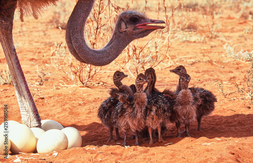 Canvas Print ostrich male, Struthio camelus, watching his chicks, close 296