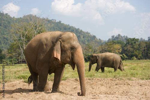 Canvas Print Asian elephants in Thailand