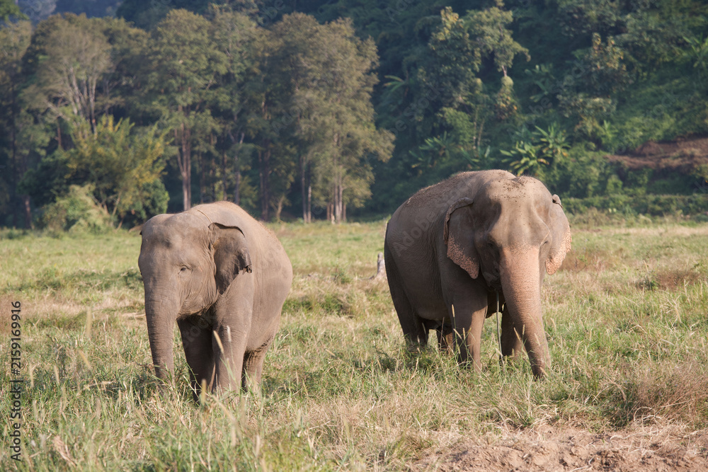 Fototapeta premium Asian elephants in Thailand