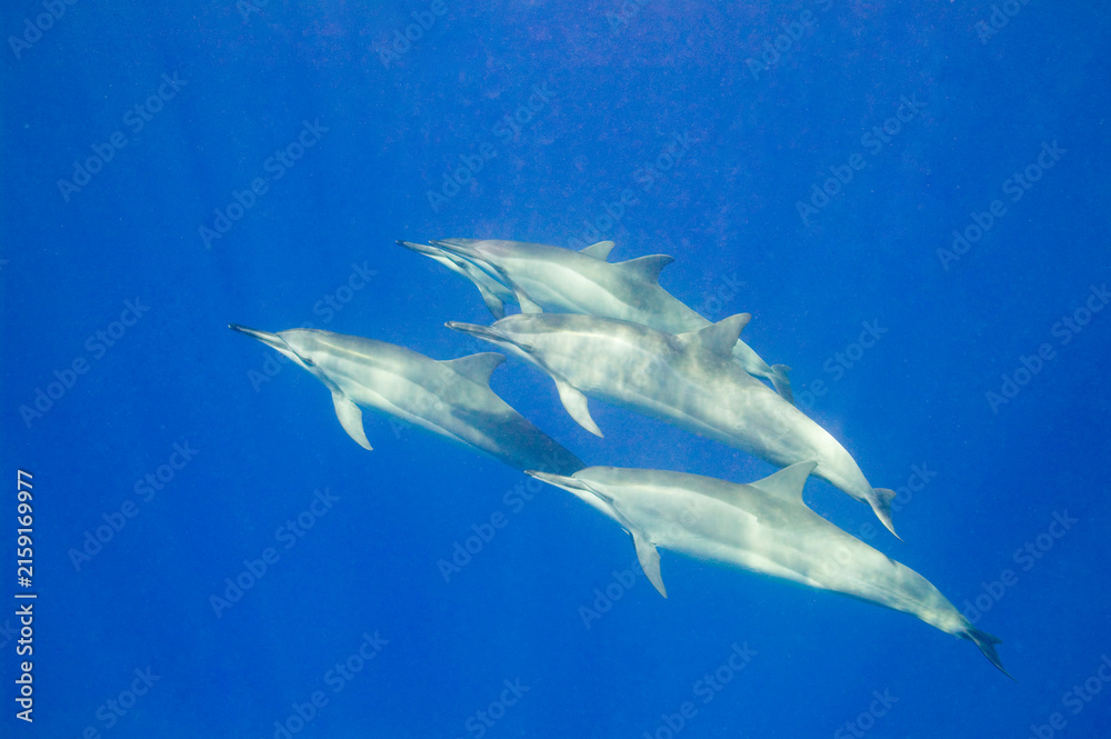 Obraz premium A pod of spinner dolphins swimming near the coast of Hawaii