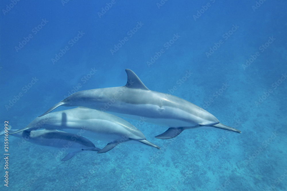 Naklejka premium Spinner dolphins swimming underwater near the coast of Hawaii
