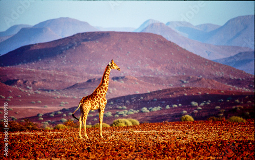 Photography two giraffes, Giraffa camelopardalis, in Namib desert 346