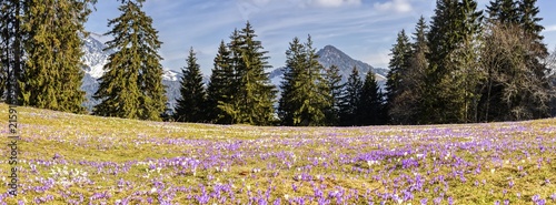 Crocuses (Crocus) blossom, Crocuses, Daffnerwaldalm, Bavaria, Germany